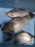 鯽魚餌料打窩專用黑坑鯽魚大板鯽魚濃腥香釣魚餌料野釣四季通用型 1袋裝【鯉魚成群來】 曬單實(shí)拍圖