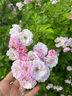 京東鮮花鮮花盲盒4束基地直發(fā)品質(zhì)玫瑰花百合花向日葵生活鮮花源頭直發(fā) 曬單實(shí)拍圖