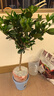 獨(dú)桿棒棒糖梔子花帶花苞四季開花濃香型庭院盆栽客廳陽臺(tái)花卉好養(yǎng) 獨(dú)桿大葉梔子40-50高（帶花苞）【原土發(fā)貨】 曬單實(shí)拍圖