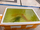 中國(guó)紅冷水淡水觀賞魚(yú)錦鯉魚(yú)活魚(yú)金魚(yú)小型好養(yǎng)紅鯉魚(yú)純種小錦鯉 19-21CM黑白黃紅各一條 曬單實(shí)拍圖