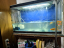 森森（SUNSUN）造浪泵魚(yú)缸水族箱沖浪泵耀藍(lán)造流吹糞便吹魚(yú)便 吸盤(pán)款5W 流量調(diào)節(jié) 適合60-80cm魚(yú)缸 曬單實(shí)拍圖