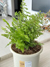 鐵線蕨盆栽蕨類植物耐陰大型霸王蕨室內(nèi)辦公室桌面水養(yǎng)綠植好養(yǎng)活 精品鐵線蕨+【簡(jiǎn)易盆】20-25cm 曬單實(shí)拍圖
