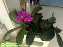 領(lǐng)沃植物通用營(yíng)養液花肥料家用濃縮盆栽發(fā)財樹(shù)富貴竹綠蘿多肉水培花卉 通用型500ml*1瓶 曬單實(shí)拍圖