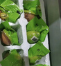 瑾貝金鳳活珠子五香味新鮮13天開袋即食熟雞胚蛋鳳凰蛋鋼化蛋廠家 五香味20枚 +蘸料 曬單實(shí)拍圖