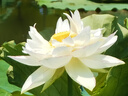 炸牛奶炸鮮奶空氣炸鍋半成品食材脆皮炸酸奶網(wǎng)紅早餐半成品商用 炸牛奶300g*3 曬單實拍圖