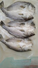 鮮京采三去海鱸魚3斤/3條 生鮮魚類 白蕉鱸魚地標(biāo) 無冰凈重3斤 源頭直發(fā) 曬單實(shí)拍圖