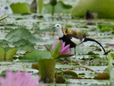 適馬（SIGMA）60-600mm F4.5-6.3 DG DN OS｜Sports 全畫幅微單 超遠(yuǎn)攝變焦鏡頭 人像打鳥（索尼E口） 曬單實(shí)拍圖