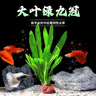 瘋狂水草九冠草魚缸水草入門魚缸造景植物火山石大葉九冠*2棵源頭直發(fā)包郵 曬單實(shí)拍圖