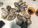 燈塔水母【鮮活】乳山生蠔牡蠣2XL號(hào)凈重5斤源頭直發(fā) 曬單實(shí)拍圖
