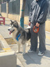 拉夫威爾瑞安客半P鏈狗狗項(xiàng)圈大型犬脖套訓(xùn)練進(jìn)口寵物用品 玄武巖灰 L 曬單實(shí)拍圖