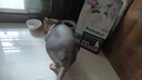 哆菲貓貓糧DoFeeCat全價無谷雞肉凍干主糧幼貓成貓糧0谷物保護尿道低敏 【18% 雞肉凍干】1.6kg*6袋 曬單實拍圖