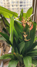 富貴鳥(niǎo)帶花盆栽鶴望蘭客廳室內(nèi)大型綠植辦公室四季花卉植物 富貴鳥(niǎo)含白圓形樹(shù)脂盆【1-1.2米】 帶盆栽好 曬單實(shí)拍圖