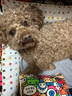 主子家狗窩貓窩 中小型犬泰迪狗床狗墊子 帆布可拆洗四季車(chē)載寵物窩 大嘴猴 M（58*45*20）18斤寵物 曬單實(shí)拍圖