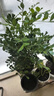 九里香盆栽茉莉花綠植室內(nèi)驅(qū)蚊四季開花帶花苞七里香水培盆景植物 高約40cm精品獨干九里香6年苗（加侖盆） 九里香 曬單實拍圖