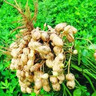 花生分杈下針多花生高產(chǎn)用開(kāi)花多下針多粒粒飽抗病增產(chǎn)花生下針多 花生增產(chǎn)王【粒粒飽滿(mǎn)】5袋 曬單實(shí)拍圖