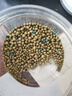 奧綠海蒂的花園旗艦店奧綠緩釋肥月季繡球花卉盆栽家用通用型植物花肥 奧綠318S 250g （肥效8-9個(gè)月） 曬單實(shí)拍圖