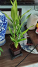 富貴竹盆栽植物室內(nèi)凈化空氣綠植荷花竹辦公室桌面四季好養(yǎng)小盆栽 荷花竹+節(jié)節(jié)高升盆+圓底座【1盆】 盆口直徑約8cm 曬單實(shí)拍圖