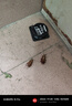 黑旋風蟑螂藥殺蟑餌劑全窩端家用非無毒一窩端屋貼膠餌驅(qū)滅誘餌神器11個 曬單實拍圖