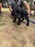 HUNTER德國(guó)進(jìn)口中大型犬狗狗牽引繩加粗防爆沖狗繩p繩P鏈狗鏈一體訓(xùn)犬繩 熔巖橙 長(zhǎng)130cm,直徑1.0cm（隨身牽） 曬單實(shí)拍圖