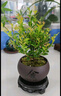 八芽 小葉赤楠盆景擺件室內(nèi)綠植花卉盆栽老樁客廳辦公室桌面好養(yǎng)植物 （【熱銷款】舍得紫砂盆赤楠+苔蘚+底座） 曬單實(shí)拍圖