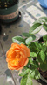 開(kāi)時(shí)果 月季玫瑰花苗帶花苞發(fā)貨 四季開(kāi)花特大花卉綠植物薔薇花陽(yáng)臺盆栽 混色玫瑰【180#帶花苞】 1盆（開(kāi)花 包對版） 曬單實(shí)拍圖
