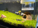 瘋狂水草孔雀魚活體水族寵物觀賞魚冷水耐活小型熱帶魚淡水魚苗 【4CM左右】臨產(chǎn)孔雀魚E 共8條 曬單實(shí)拍圖