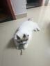 日本貓玩具發(fā)聲小老鼠毛絨仿真電動(dòng)老鼠耐抓耐咬叫叫鼠逗貓玩具自 3只老鼠(觸碰發(fā)聲) 只會(huì)叫不會(huì)跑 曬單實(shí)拍圖