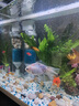 JCZS德國魚缸過濾制氧一體機(jī)超靜音客廳循環(huán)水泵凈水器三合一魚馬桶 【10W】五合一(30-40CM缸用) 曬單實拍圖