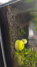 尼特利 NETLEA水草泥魚缸凈水營養(yǎng)土水族養(yǎng)魚水藻泥免水洗種植土草缸陶粒底砂 1號(hào)大師水草泥 - 2L /袋 曬單實(shí)拍圖