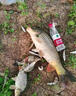 鮮丹無(wú)需皮筋掛鉤即釣餌料主攻鯽鯉草鳊專(zhuān)避雜魚(yú)野釣抖釣專(zhuān)用 強力吸引-鮮丹紅蟲(chóng)顆 【鮮丹2瓶】限時(shí)特惠 曬單實(shí)拍圖
