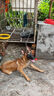 萬牽304不銹鋼狗鏈子牽引繩大中型犬鐵鏈項圈狗繩防咬斗牛栓狗鏈4.0mm 曬單實拍圖