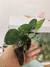【京東物流】水草套餐 好養(yǎng)耐活真水草植物綠菊大葉綠九冠魚缸 單 頭 水榕沉木一份 曬單實拍圖
