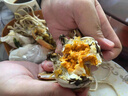 【活蟹】陽澄戰(zhàn)地大閘蟹 鮮活大螃蟹公蟹母蟹 海鮮水產生鮮禮盒 公4.0-4.3兩母3.0-3.3兩5對10只 曬單實拍圖
