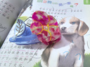 Royal sasa七夕禮物甜美花朵抓夾彩色多巴胺發(fā)抓中號鯊魚夾盤發(fā)抓子發(fā)飾頭飾 曬單實拍圖