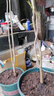 CHUANGSHIJI攀援爬藤植物   爬山虎苗子三葉爬山虎大苗爬藤 爬墻虎秋冬變紅 五葉爬山虎6年大苗 見效非常快 不含盆 曬單實拍圖