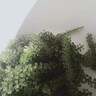 骉祥兒童海葡萄即食小孩吃的零食新鮮海草海藻裙帶菜海帶干貨海菜e 海葡萄*3包 曬單實拍圖