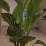 愛優(yōu)尚天堂鳥綠植盆栽客廳室內辦公室大型綠植好養(yǎng)凈化空氣源頭直發(fā) 曬單實拍圖