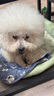 寶路（Pedigree）兩袋中小型犬寶路狗狗潔齒棒咬膠磨牙綠茶原味225g泰迪柴犬訓練 組合裝 潔齒棒中小型犬225g 曬單實拍圖