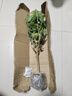 意軒 扶?；ㄅ柙灾匕晁募揪G植朱槿牡丹芙蓉花盆栽庭院花卉容易養(yǎng)的 橘黃扶桑 4年苗 曬單實(shí)拍圖