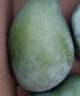 京覓 攀枝花凱特芒果 4.5斤單果300g+ 新鮮水果生鮮應(yīng)當(dāng)季甜 源頭直發(fā) 曬單實(shí)拍圖