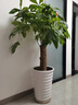 植物生根復(fù)活液大樹(shù)枯樹(shù)黃葉成活液爛根爛苗生根劑花卉通用營(yíng)養(yǎng)液 一瓶裝【落葉爛根】 曬單實(shí)拍圖