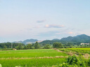 漫花藍(lán)茶花紙巾抽紙4層400張*20大包整箱批發(fā)家用餐巾面巾紙衛(wèi)生紙 曬單實(shí)拍圖