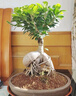瀚林怡景（HANLINYIJING）小葉人參榕樹盆景大型植物室內(nèi)客廳辦公室桌面盆栽陽臺庭院綠植 人參榕 紫砂盆 曬單實拍圖