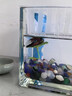 MDUG斗魚(yú)休息葉斗魚(yú)造景魚(yú)缸休息睡覺(jué)躲避葉仿真水草樹(shù)葉睡床裝飾擺件 大號仿真荷葉 6cm×4.5cm 曬單實(shí)拍圖