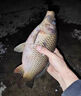 釣魚(yú)頭燈超長(zhǎng)續(xù)航60個(gè)小時(shí)感應(yīng)夜專用超輕頭戴式強(qiáng)光充電超亮戶外 旗艦爆亮-6000V大容量-待續(xù)633天 曬單實(shí)拍圖