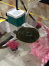 寵小島魚缸一體缸自循環(huán)生態(tài)魚缸懶人魚缸家用客廳辦公室金魚缸過(guò)濾魚缸 京倉(cāng)直配 · 中號(hào)黑色【奢華款】 帶水培吊籃 曬單實(shí)拍圖