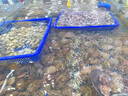 殼牌（Shell）勁霸柴油機(jī)油LD6 5W-30 C3 1L 全合成柴油機(jī)潤滑油輕卡皮卡越野車 曬單實拍圖