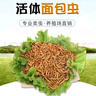 崇霧黃粉蟲大麥蟲活蟲面包蟲活體鮮活蟲烏龜八哥倉鼠鳥食守宮龍魚飼料 100條1.5cm左右+小包麥麩 曬單實拍圖