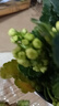 長壽花盆栽重瓣金狐貍大花帶花苞花苗四季室內(nèi)開花好養(yǎng)的花卉植物 金華黃（帶花苞四季開花 不含盆 曬單實拍圖