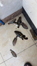 simago喜曼多船釣碳素線釣魚線筏釣海釣路亞主線前導(dǎo)線純碳線路亞前導(dǎo)線強(qiáng)耐磨魚線 船牌碳線透明70米10號 曬單實拍圖